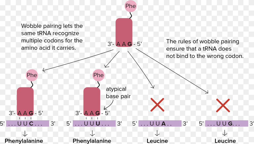 Trna Reads 5 To Free Png