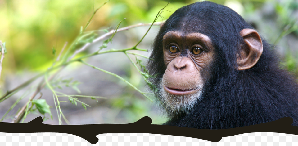 Troglodytes Troglodytes Pan Chimpanz, Animal, Ape, Mammal, Wildlife Png