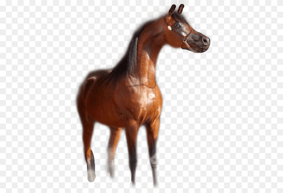 Trojan Horse Clipart Sorrel, Animal, Mammal, Colt Horse, Stallion Free Png
