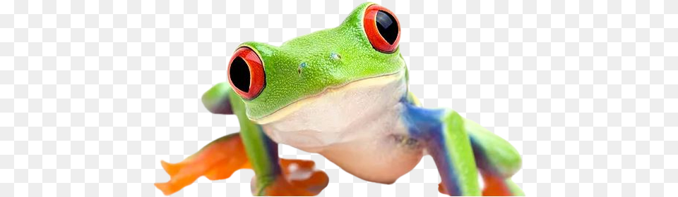 Trollface Gaming Issue 1 Guy1524dxvk Nativeheaders Red Eyed Tree Frog White Background, Amphibian, Animal, Wildlife, Tree Frog Free Transparent Png