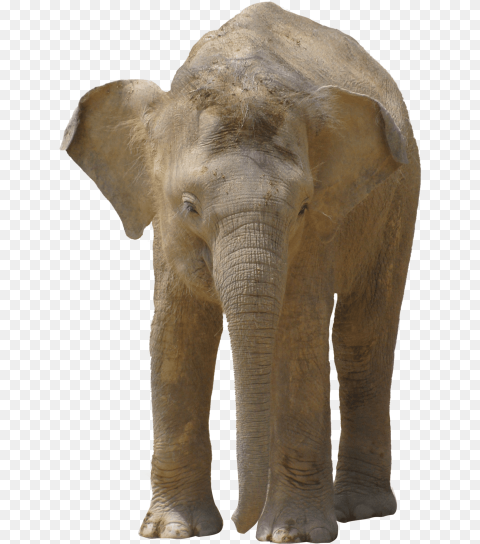 Trompa De Elefante, Animal, Elephant, Mammal, Wildlife Free Png Download