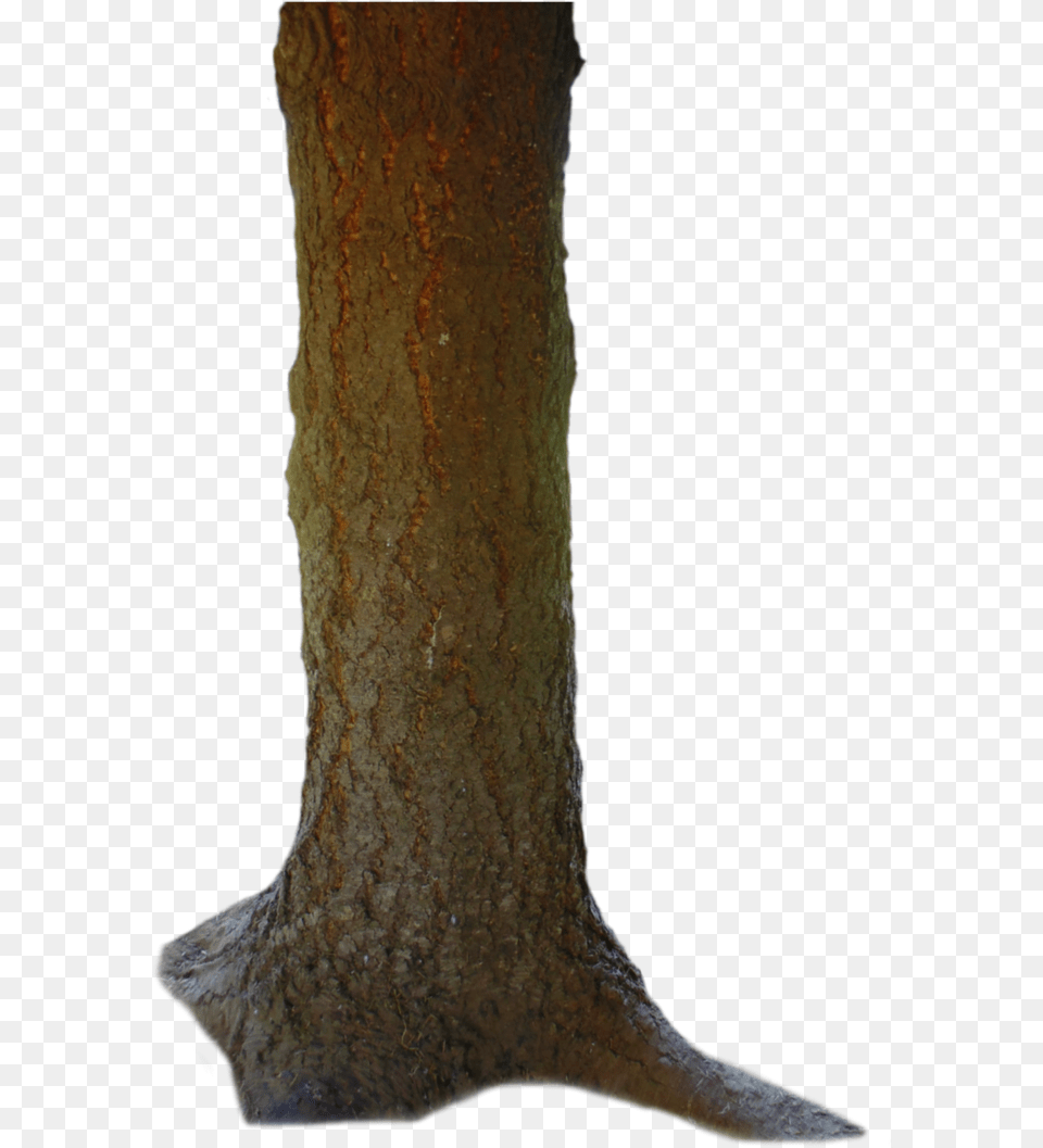 Tronco 4 Image Tree Body, Plant, Tree Trunk Free Png
