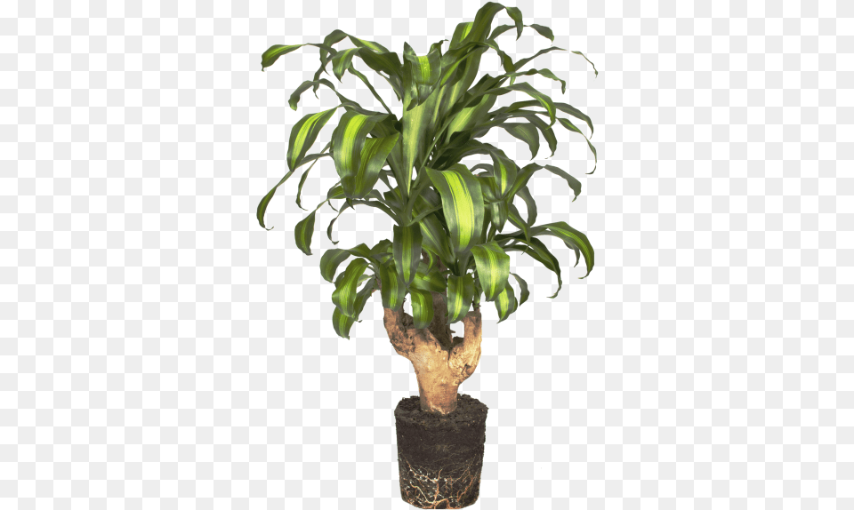 Tronco Del Brasil Plants, Leaf, Palm Tree, Plant, Potted Plant Free Png Download