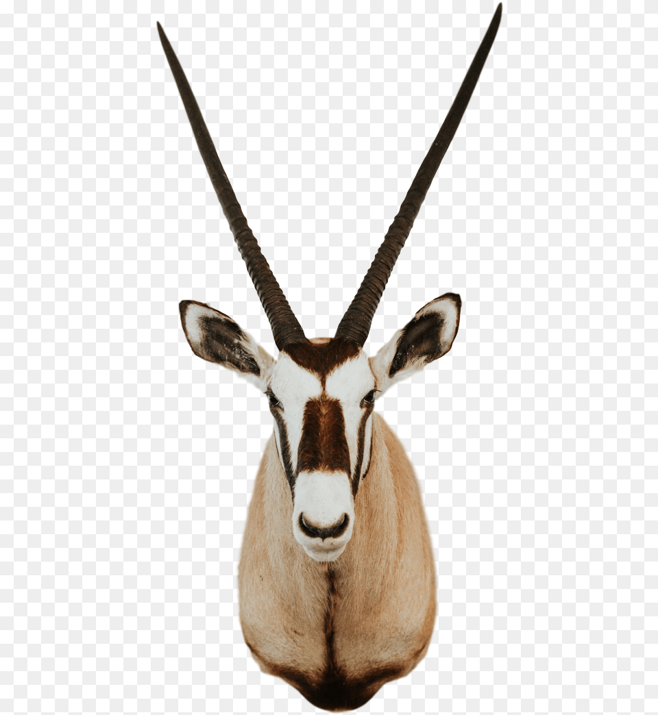 Trophy Room Collection Gemsbok Head, Animal, Antelope, Gazelle, Mammal Free Png Download