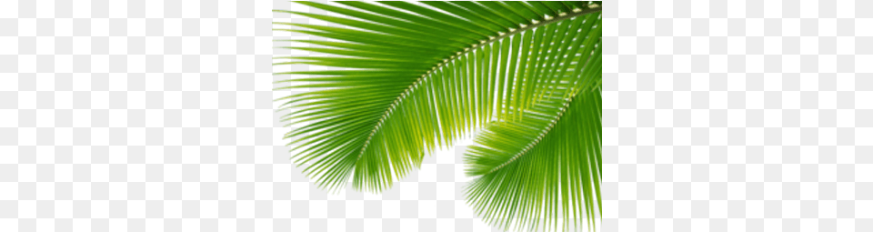 Tropical 1 Image Tropical, Vegetation, Tree, Plant, Palm Tree Png