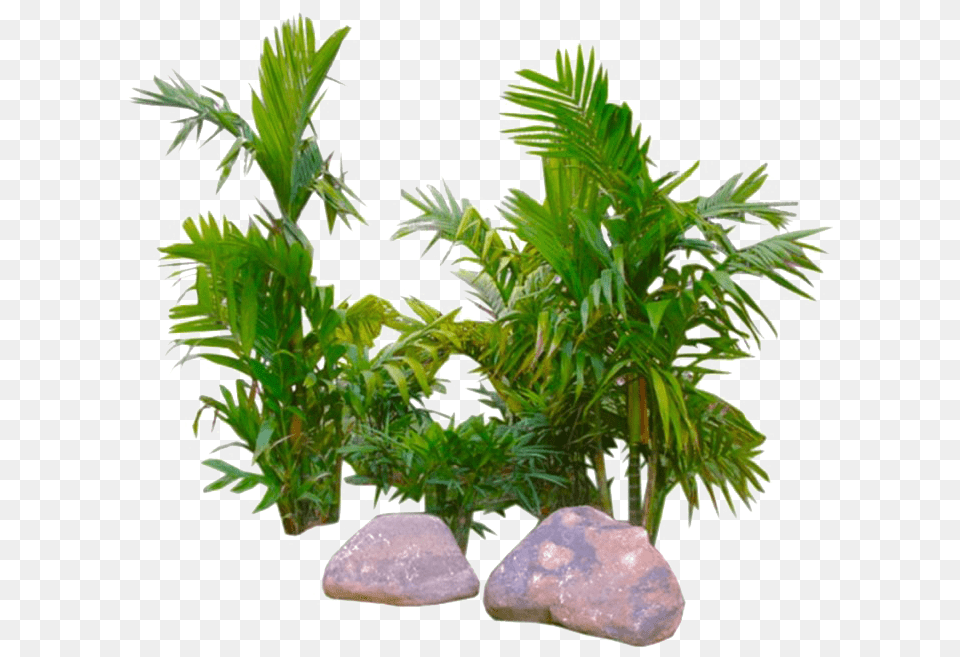 Tropical, Plant, Tree, Palm Tree, Leaf Png Image