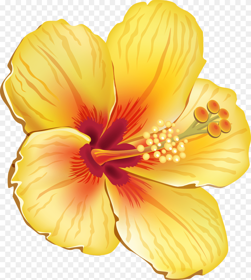 Tropical And Vectors For Hawaiian Tropical Flowers, Flower, Hibiscus, Plant, Anther Free Png