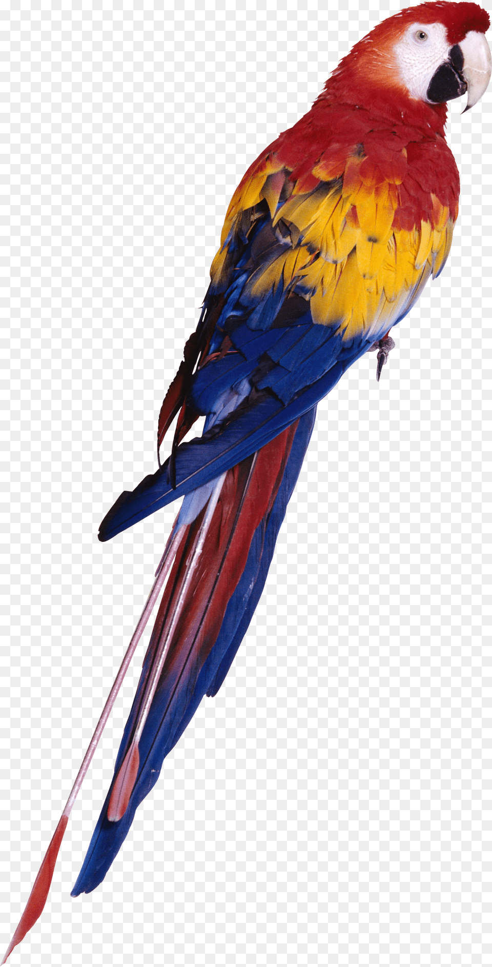 Tropical Animals Parrot Full Hd Png Image