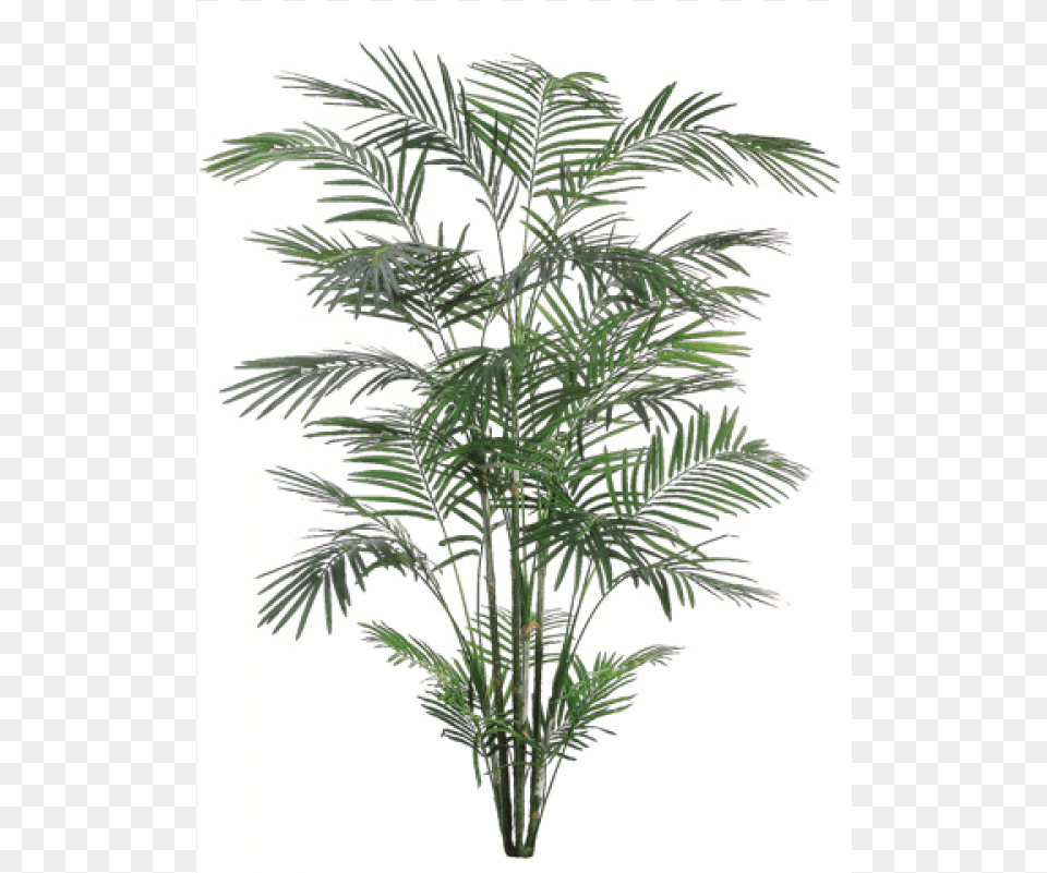 Tropical Areca Palm X6 With 1017 Leaves Silk Plants Direct Areca Palm Tree Green Pack Of, Palm Tree, Plant, Leaf Free Png Download