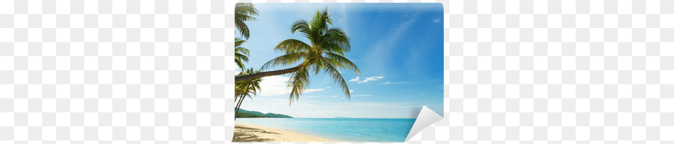 Tropical Beach With Coconut Palm Trees Wall Mural Beach, Plant, Tree, Nature, Outdoors Png Image