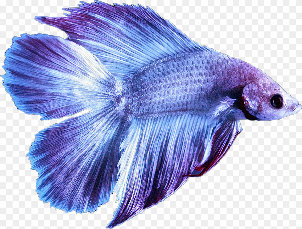 Tropical Betta Fish, Animal, Sea Life Free Png Download