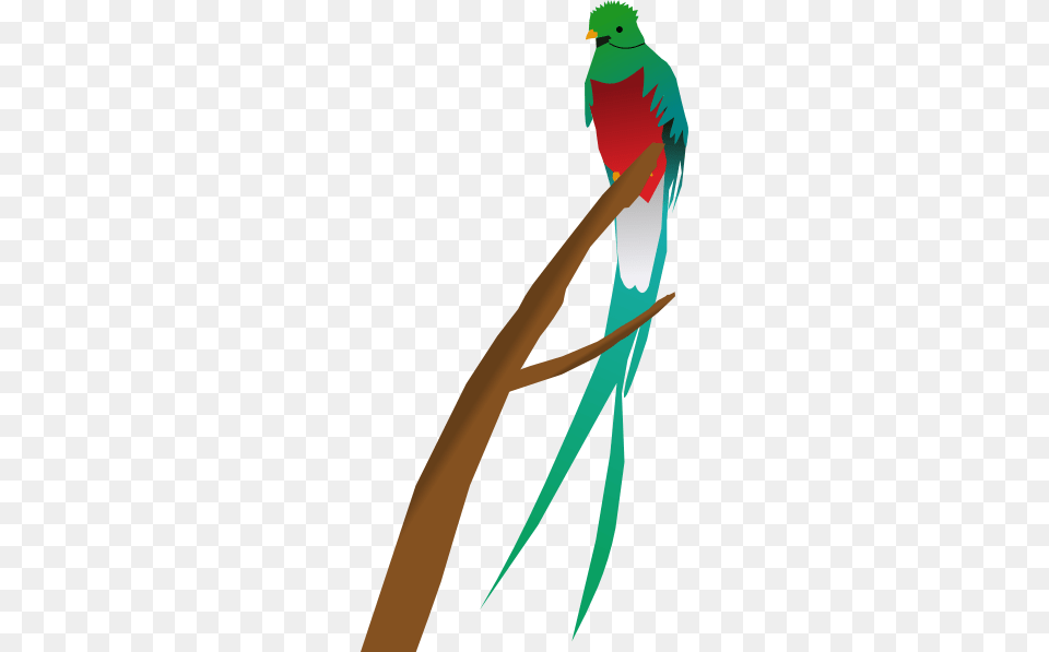 Tropical Bird Clip Art, Animal, Beak Png
