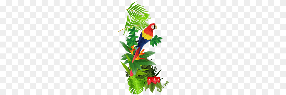 Tropical Bird Clipart Cartoon Tropical Birds Animal Clip Art, Macaw, Parrot, Plant, Leaf Free Png