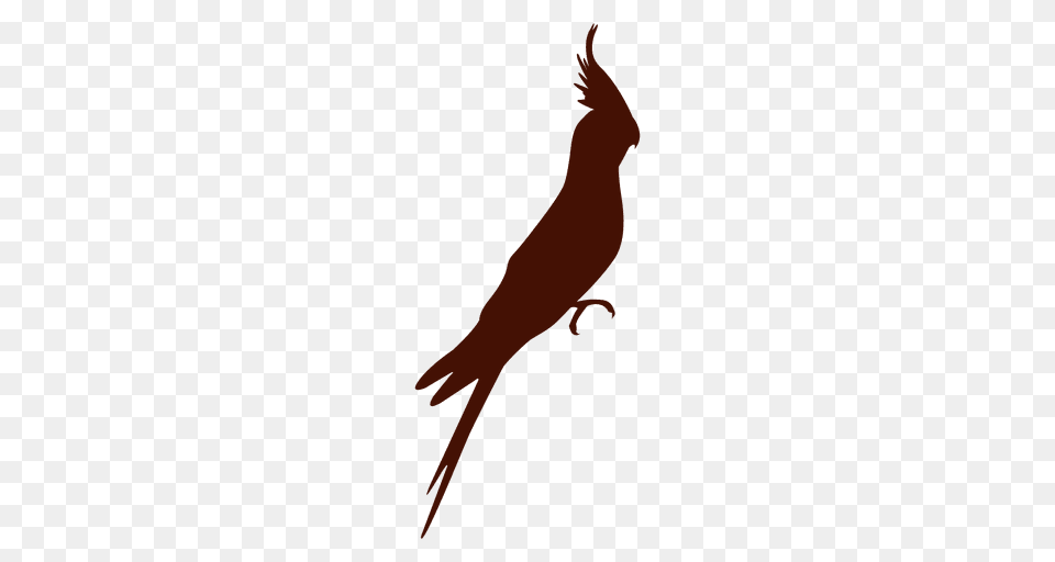 Tropical Bird Silhouette, Animal, Lizard, Reptile, Parrot Free Png Download