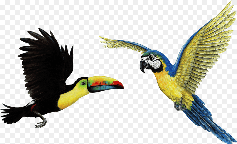 Tropical Bird Transparent U0026 Clipart Free Download Ywd Tropical Bird, Animal, Beak Png