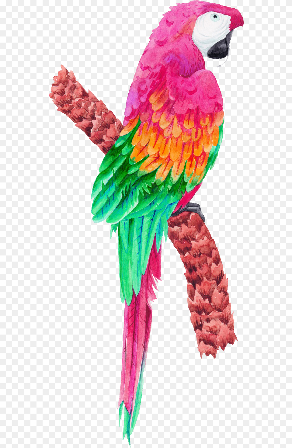 Tropical Birds Transparent Hd Download Download Tropical Birds Clipart Pink, Animal, Bird, Parrot, Macaw Png Image