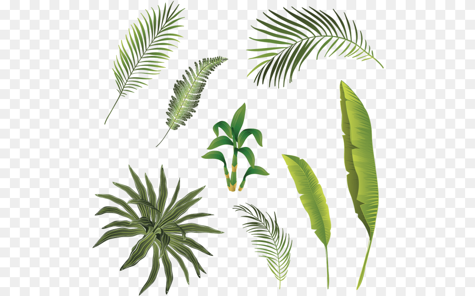 Tropical Branch And Leaves Collection Tropical Branch Leaves Tropical, Fern, Plant, Vegetation, Leaf Png Image