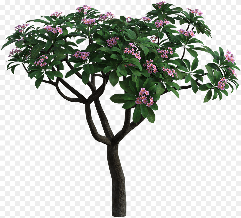 Tropical Bush Flowers Bougainvillea, Flower, Flower Arrangement, Plant, Potted Plant Free Png Download