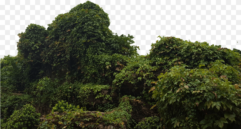 Tropical Bush Picture Library Jungle Bush, Vegetation, Tree, Rainforest, Plant Free Png