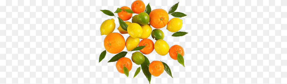 Tropical Bushes St Petersburg Florida Jenes Tropicals, Citrus Fruit, Food, Fruit, Orange Free Png