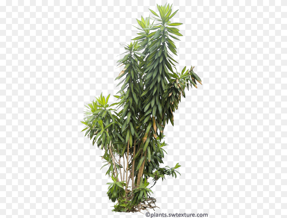 Tropical Bushes Tropical Plants Transparent, Plant, Tree, Conifer Free Png Download