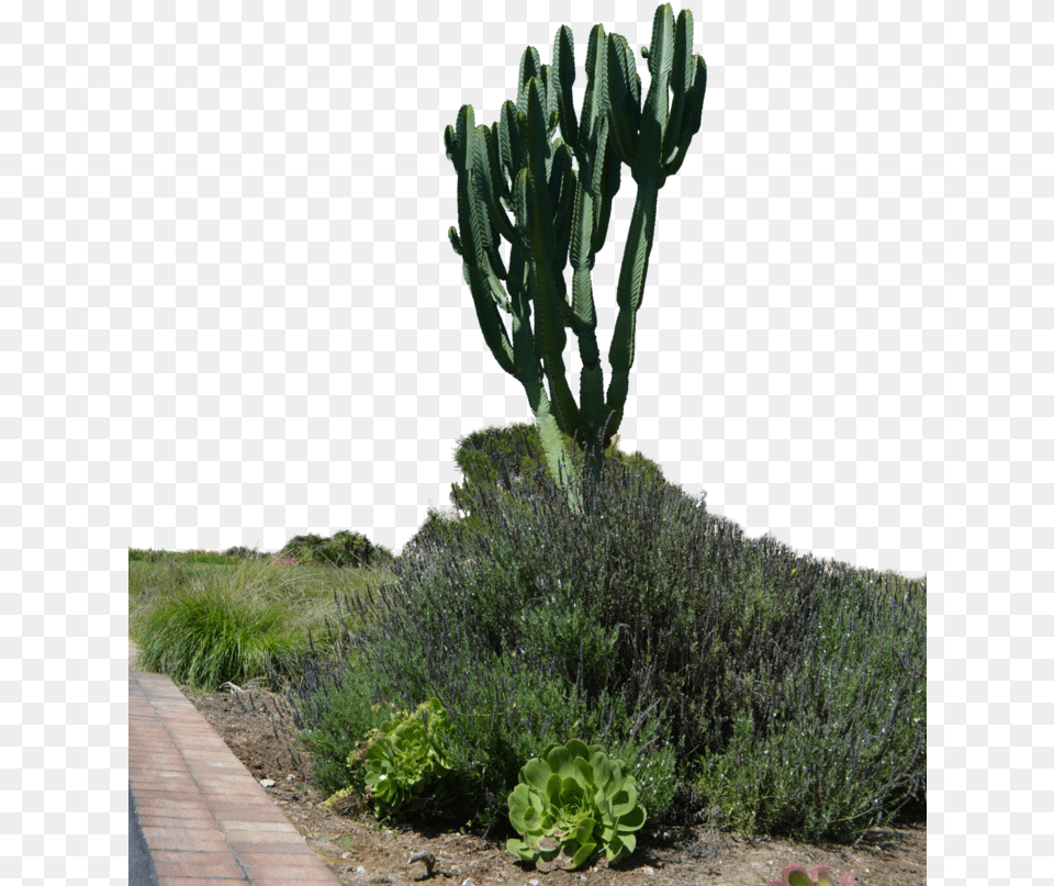 Tropical Cactus Garden Stock Photo By Cactus Garden, Plant, Vegetation Free Transparent Png