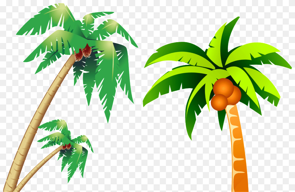 Tropical Coconut Tree Picture Clip Art Coconut Tree, Palm Tree, Plant, Food, Fruit Png