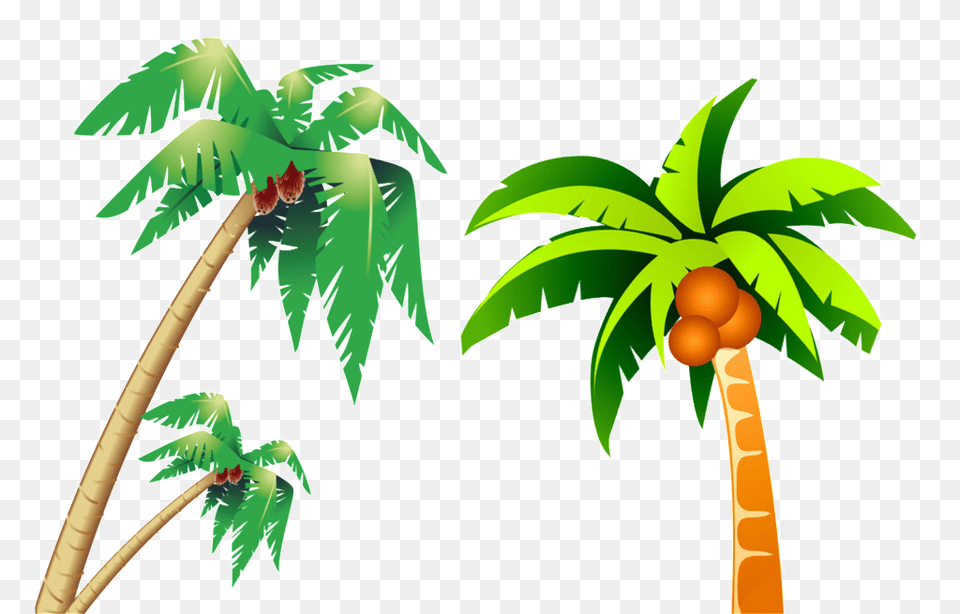 Tropical Coconut Tree Picture Download Vector, Palm Tree, Plant, Vegetation, Food Png Image