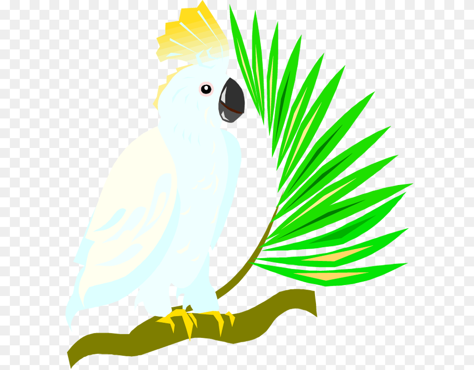 Tropical Drink Clip Art, Animal, Bird, Parrot, Cockatoo Free Transparent Png