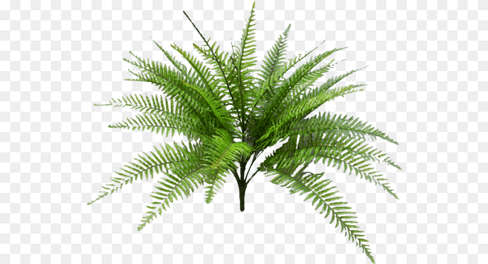 Tropical Fern Svg Black And White Palm, Plant Free Png