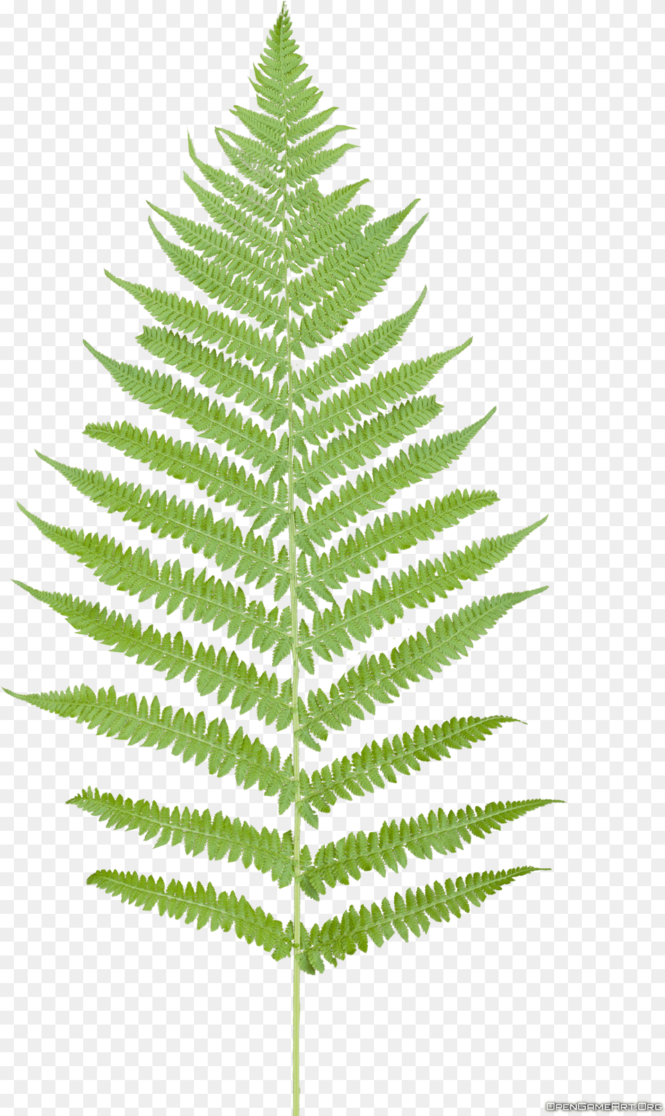 Tropical Ferns Fern Leaf, Plant Png Image
