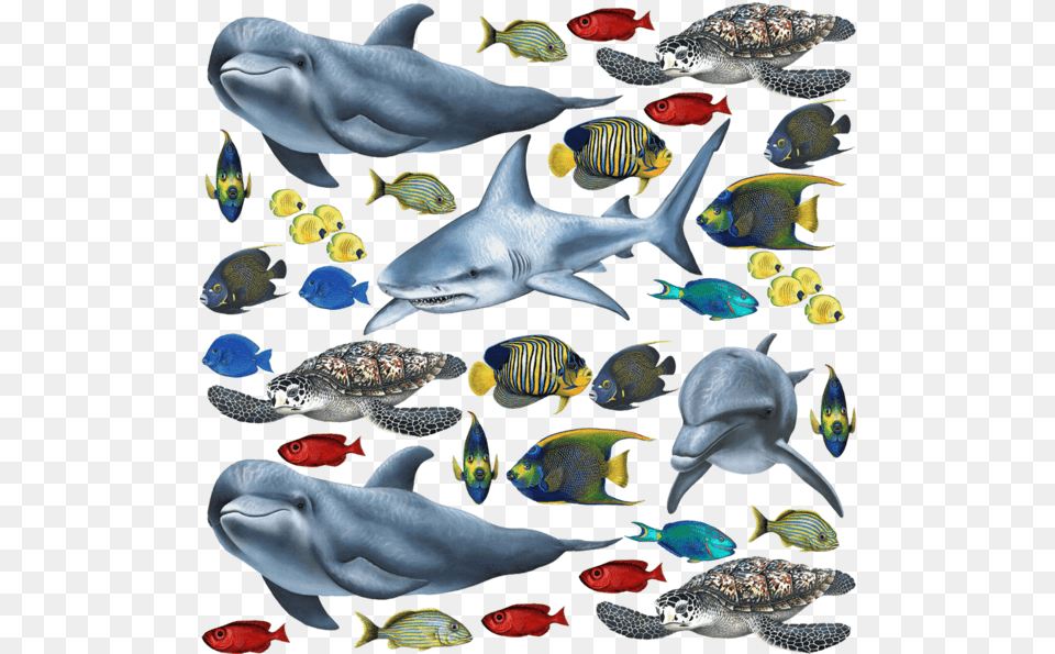 Tropical Fish And Sea Creatures Collection Economy Size Fish Collection, Water, Aquatic, Turtle, Sea Life Png Image