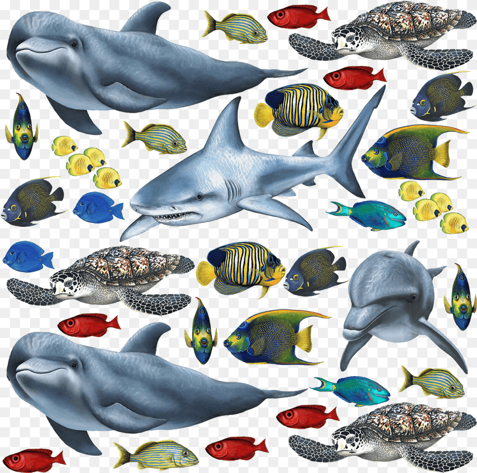 Tropical Fish And Sea Creatures Collection Economy Size Of Sea Creatures, Water, Aquatic, Turtle, Sea Life Free Png