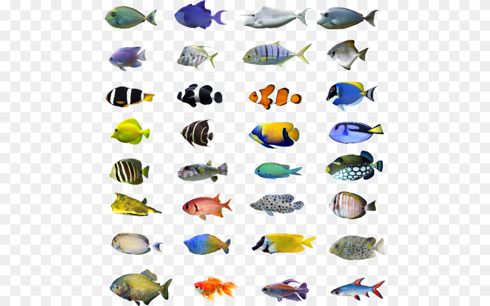Tropical Fish Bali, Water, Sea Life, Aquarium, Animal Png Image