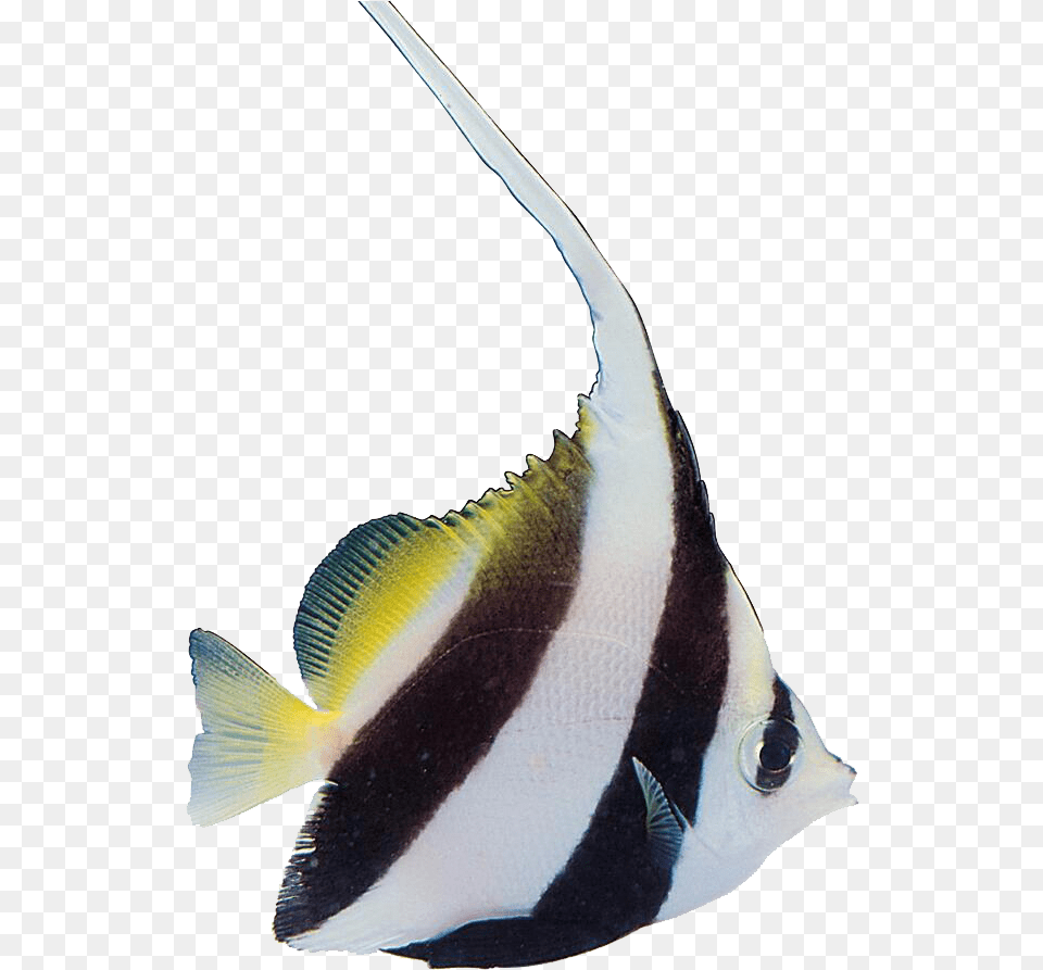 Tropical Fish Carassius Auratus Aquatic Plants Portable Network Graphics, Angelfish, Animal, Sea Life Free Png