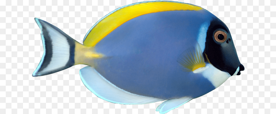 Tropical Fish Clip Art Powder Blue Tang Fish, Animal, Sea Life, Surgeonfish Png