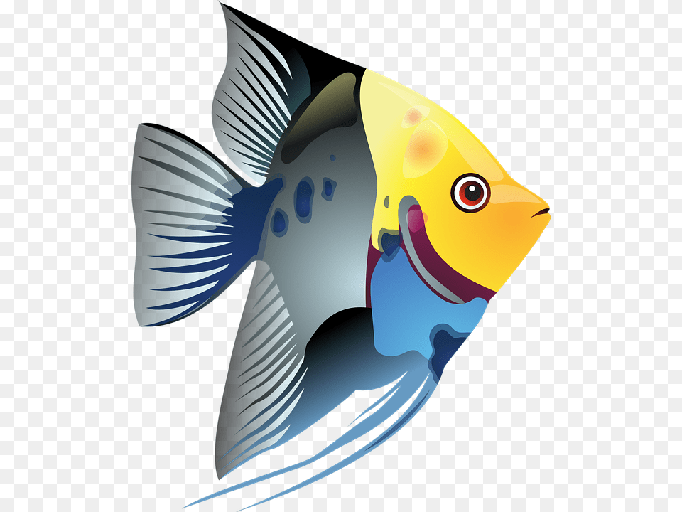 Tropical Fish Clipart, Angelfish, Animal, Sea Life, Bird Png