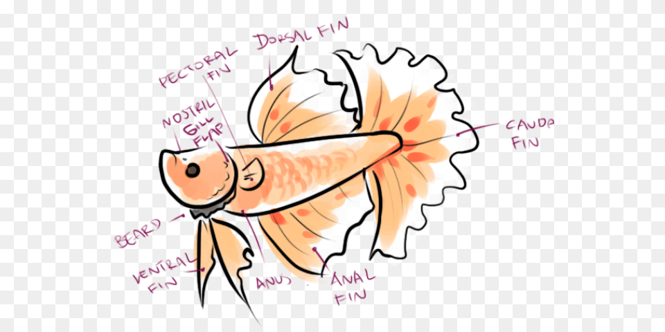 Tropical Fish Clipart Betta Fish, Baby, Person, Face, Head Png