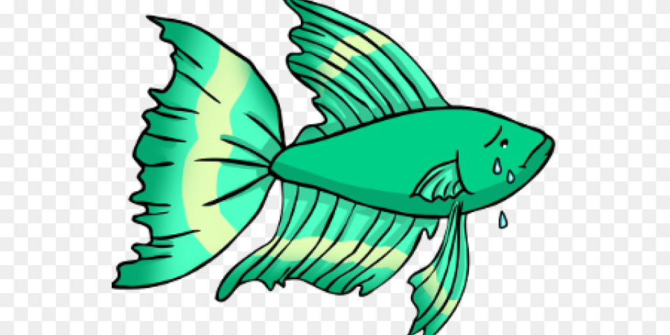 Tropical Fish Clipart Betta Fish, Animal, Tuna, Sea Life, Adult Png
