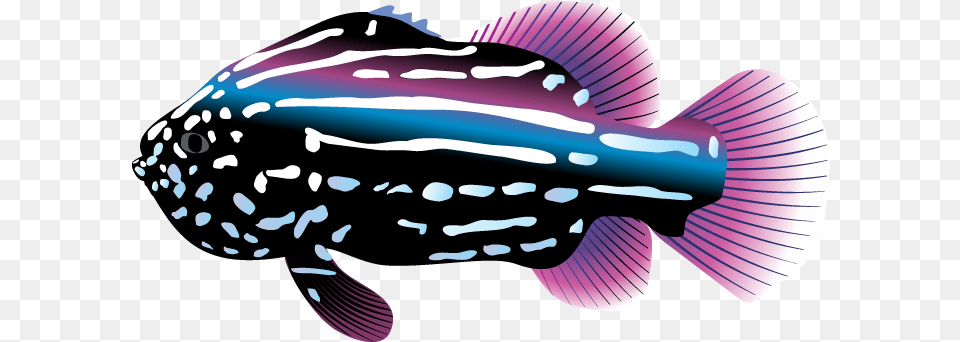 Tropical Fish Clipart Image Clipart Tropical Fish, Water, Aquatic, Electrical Device, Device Png