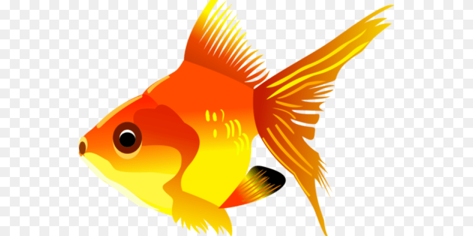 Tropical Fish Clipart Transparent Background Fish Clipart Transparent Background, Animal, Sea Life, Goldfish, Person Free Png