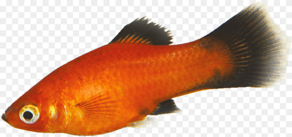 Tropical Fish Goldfish Goldfish, Animal, Sea Life Free Transparent Png