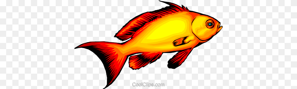 Tropical Fish Royalty Vector Clip Art Illustration, Animal, Sea Life, Goldfish, Shark Free Png Download