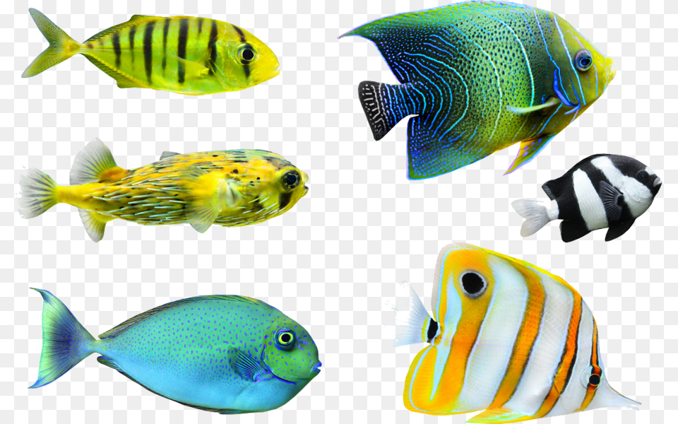 Tropical Fish Tropical Fish, Angelfish, Animal, Sea Life Free Png