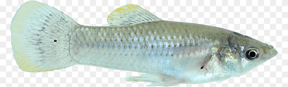 Tropical Fish X Ray Fish, Animal, Sea Life, Food, Mullet Fish Png