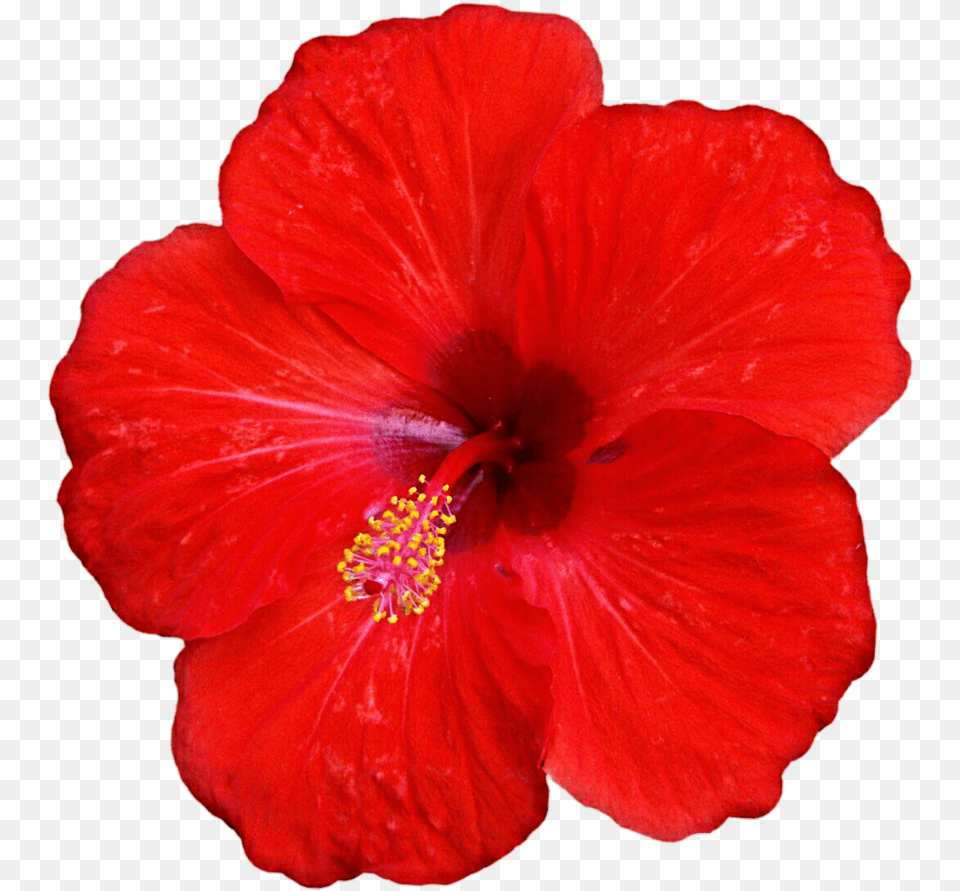 Tropical Fleur Tropical Red Tropical Flower Red Hibiscus Flower, Plant, Rose Png