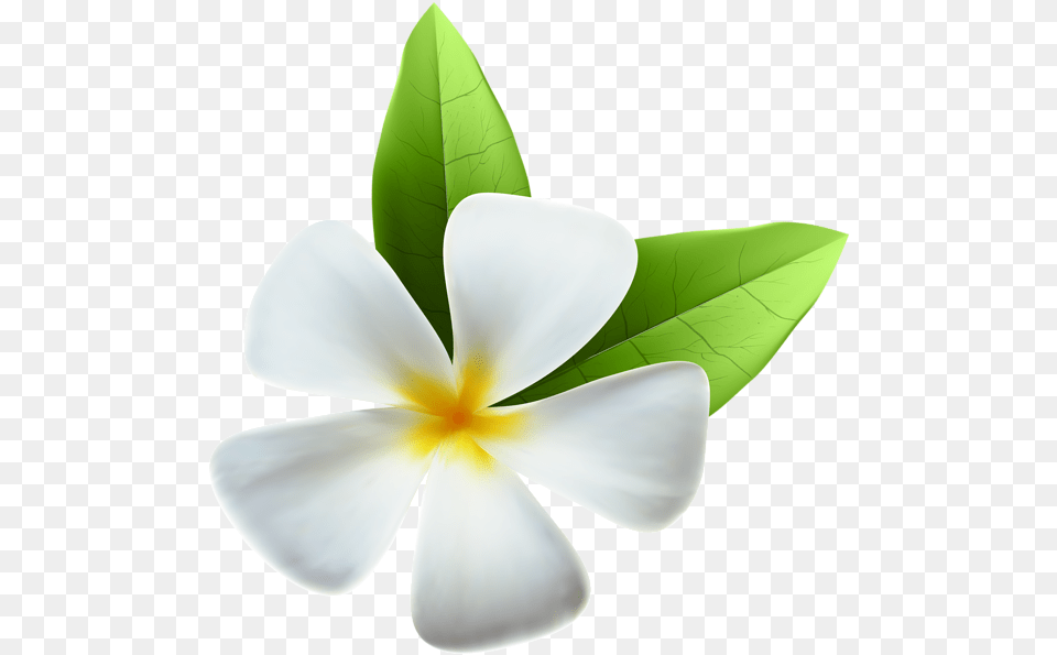 Tropical Flow Clipart Jasmine Flower Transparent, Leaf, Petal, Plant, Anemone Png