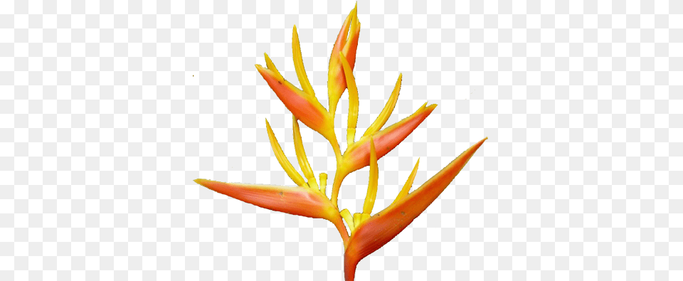 Tropical Flower Clip Art, Petal, Plant Png Image