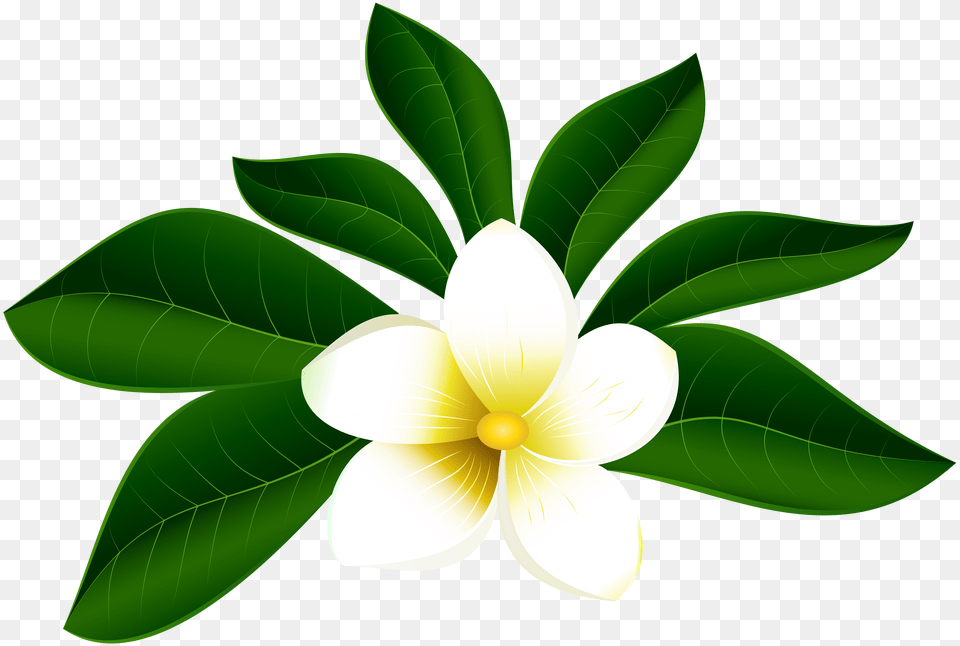 Tropical Flower Clipart Clipart Tropical Flowers, Plant, Petal, Leaf, Green Png Image