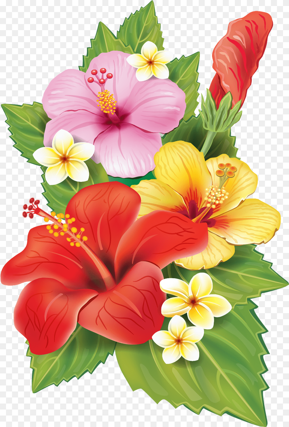 Tropical Flower Illustration Background Tropical Flowers, Plant, Hibiscus, Flower Arrangement, Flower Bouquet Png
